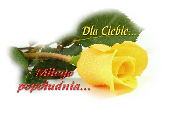 Dla ciebie miłego popołudnia żółta róża